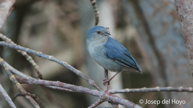 Bicolored Conebill - ML538255241