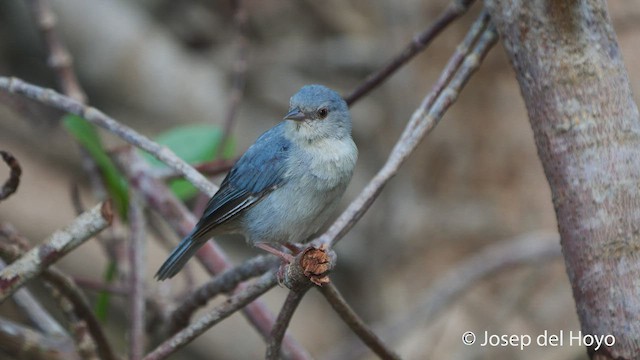 Bicolored Conebill - ML538255251