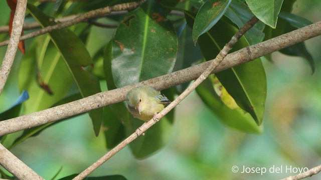 Bicolored Conebill - ML538255261