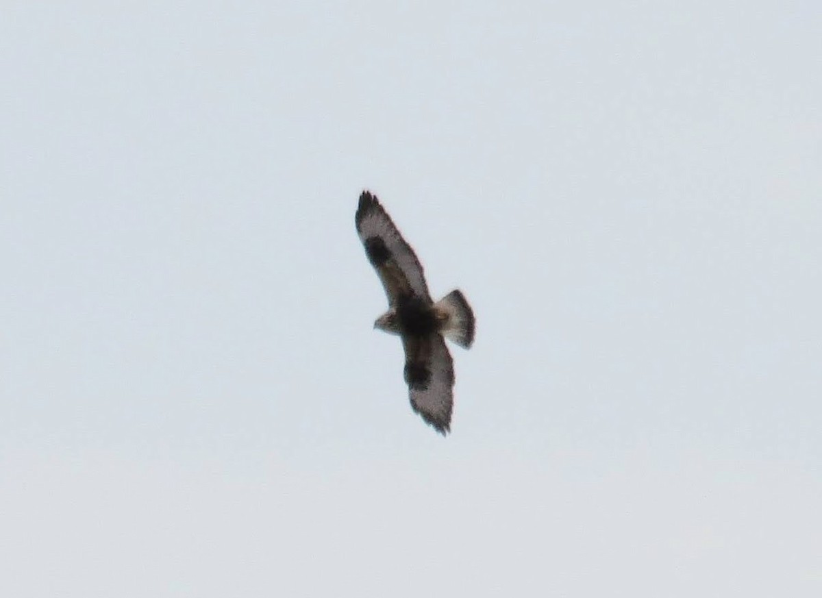 Rough-legged Hawk - ML538255491