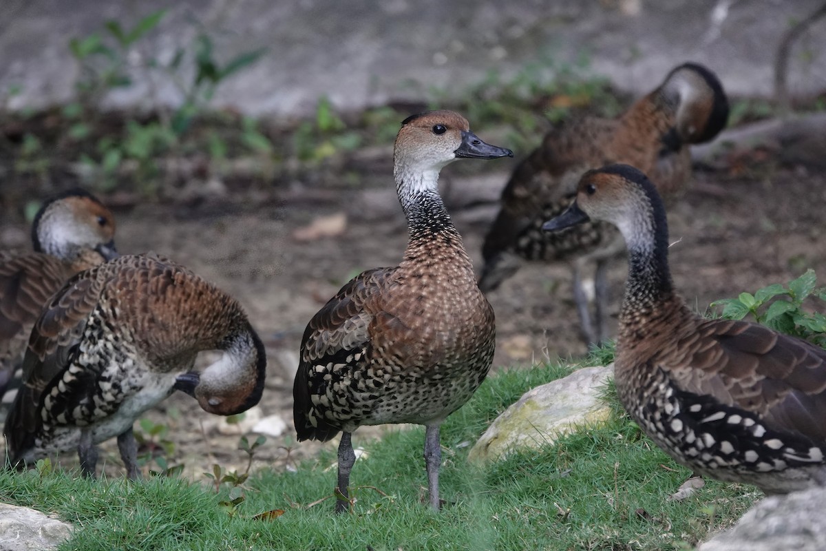 West Indian Whistling-Duck - ML538255541