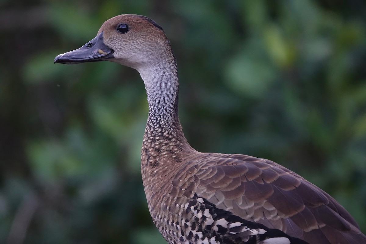 West Indian Whistling-Duck - ML538255551