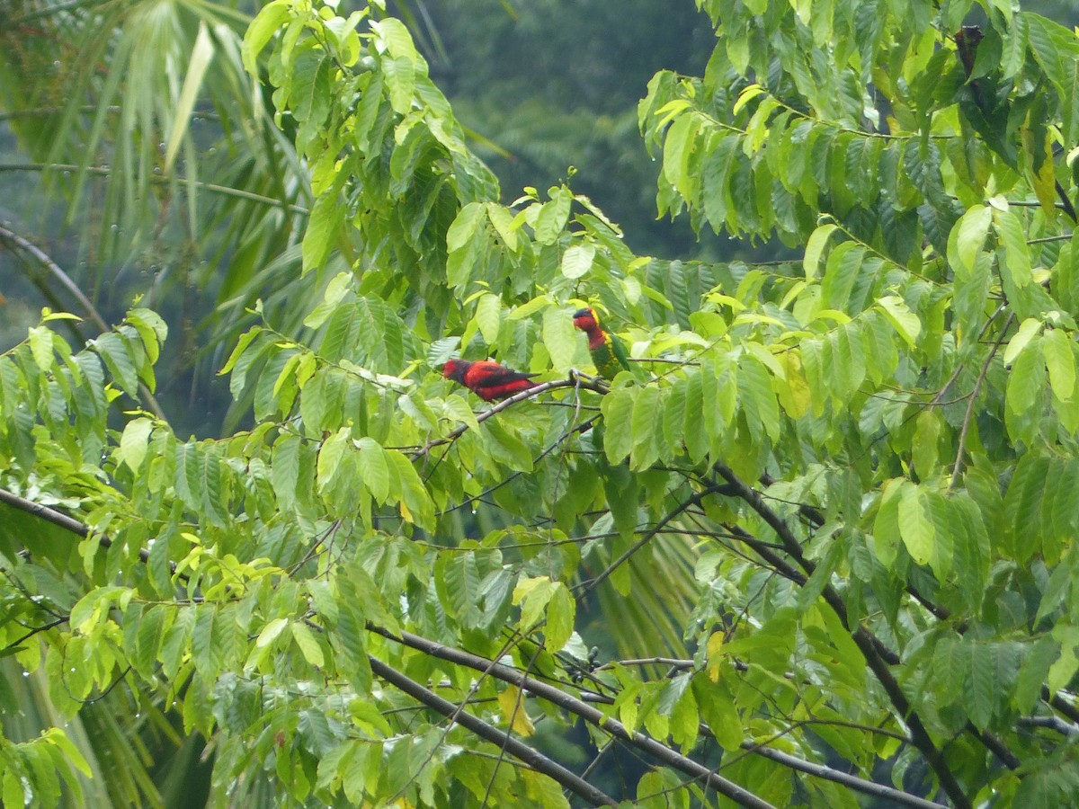 Violet-necked Lory - Thomas Churchyard