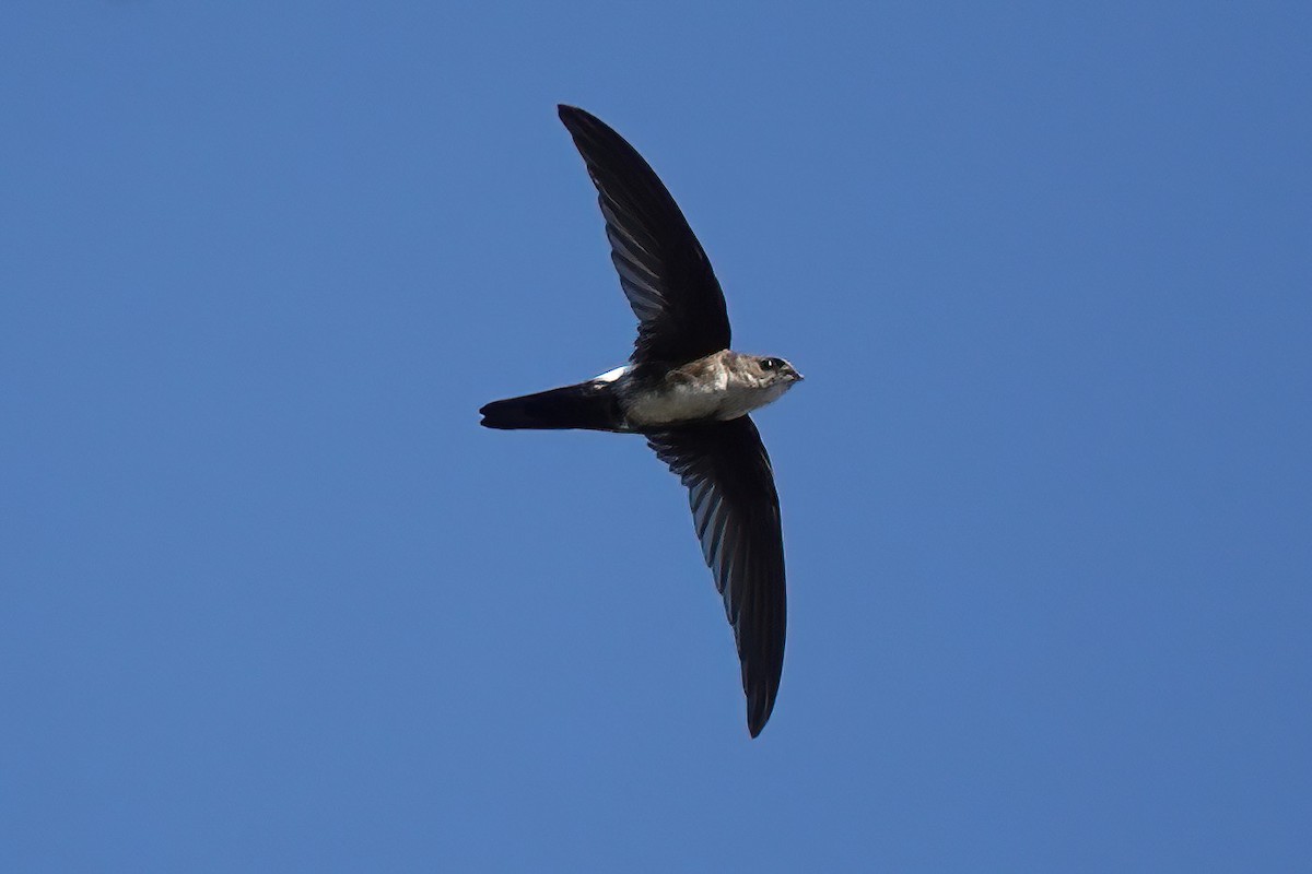 Antillean Palm Swift - ML538255921