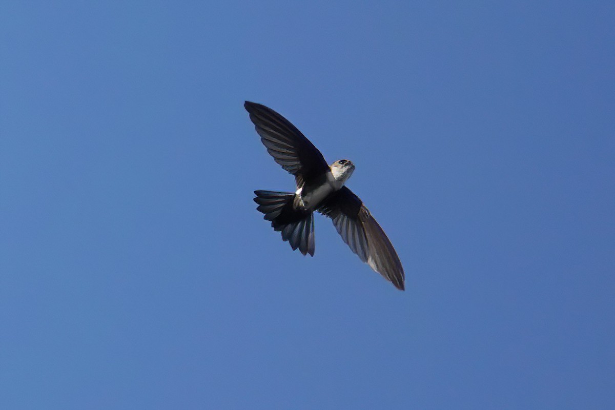 Antillean Palm Swift - ML538255931