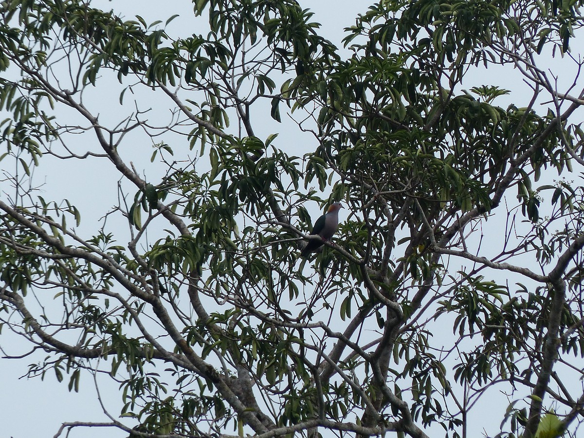 Green Imperial-Pigeon (Rufous-naped) - Thomas Churchyard