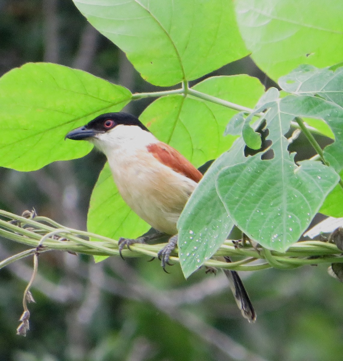 Marsh Tchagra (Anchieta's) - ML538257131