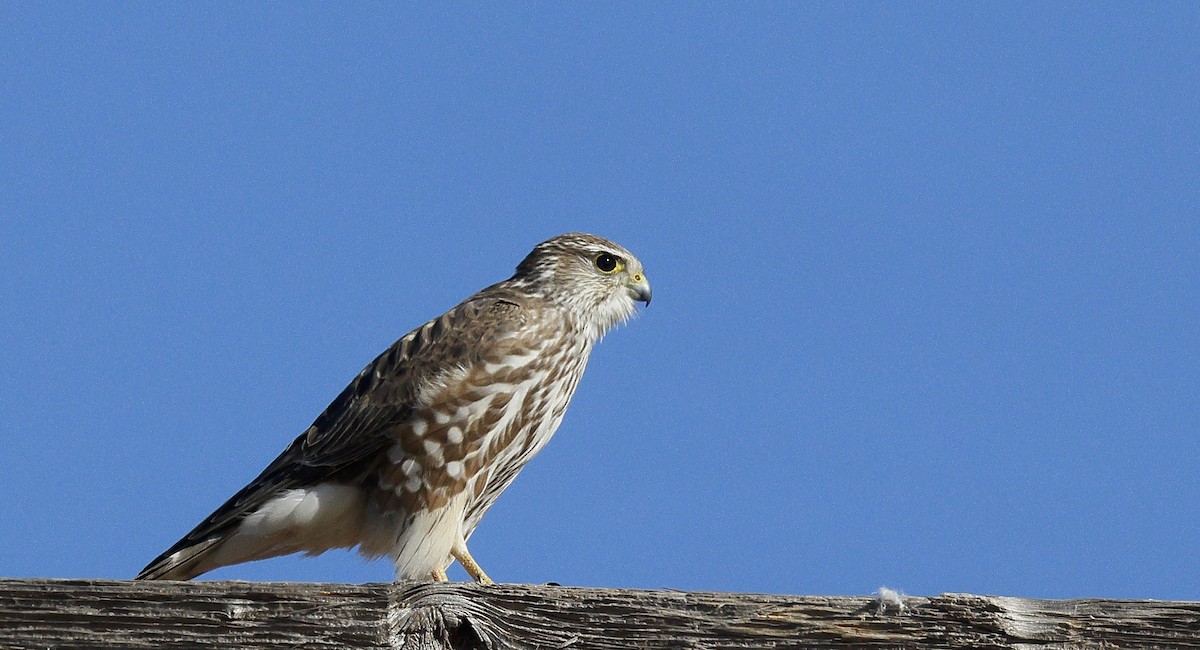 Merlin (Prairie) - Doug  Ward