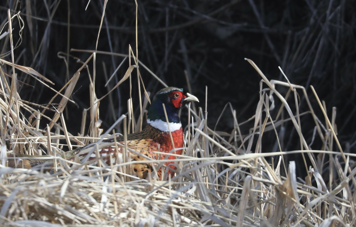 Ring-necked Pheasant - Rick Vetter