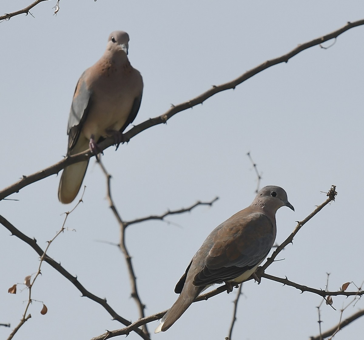 Laughing Dove - ML538258111