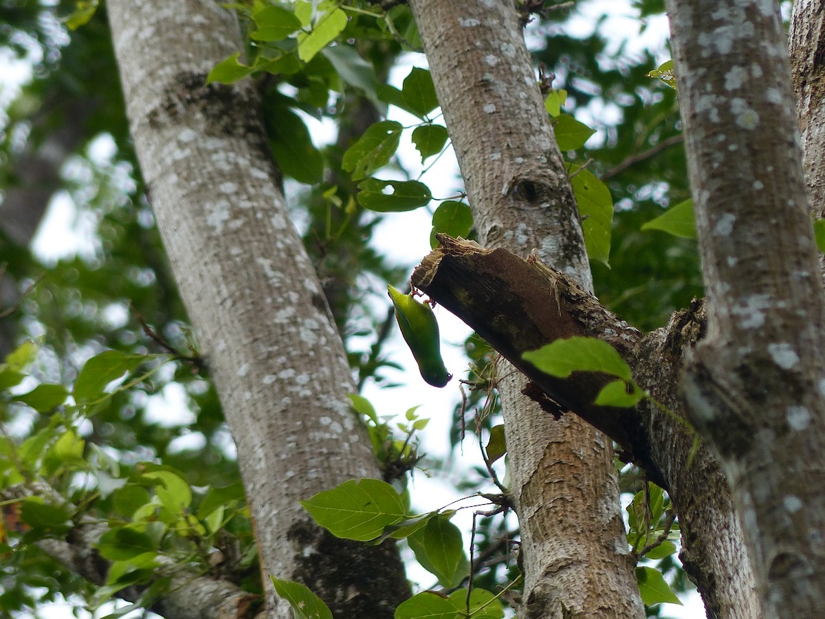 Pygmy Hanging-Parrot - ML538258221