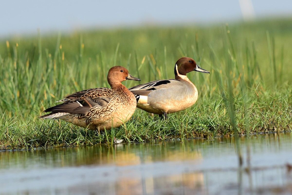 Northern Pintail - Ajoy Kumar Dawn