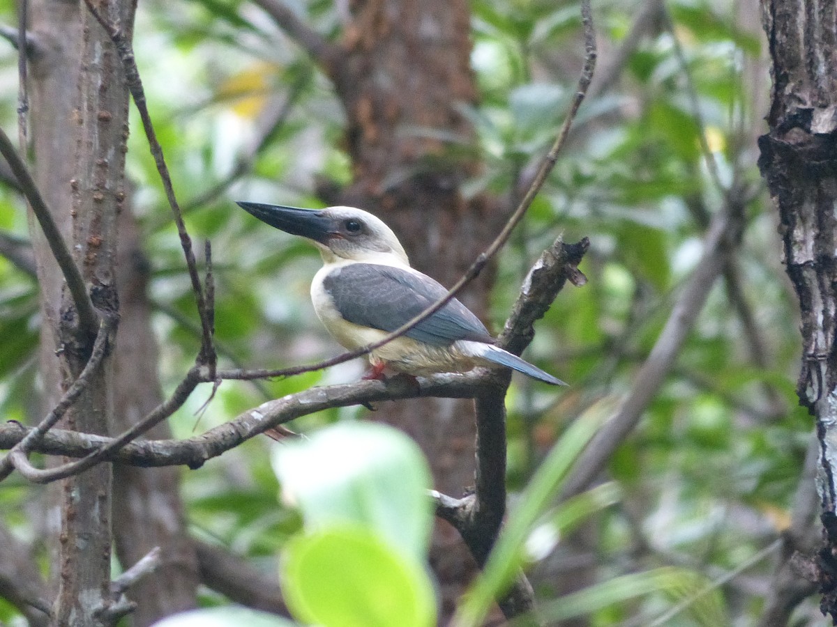 Great-billed Kingfisher - ML538258951