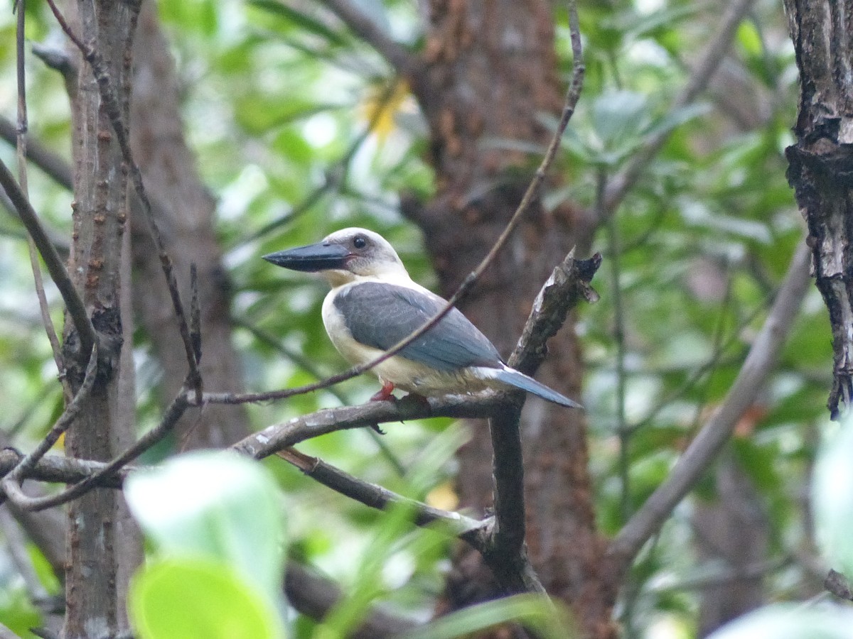 Great-billed Kingfisher - ML538258961