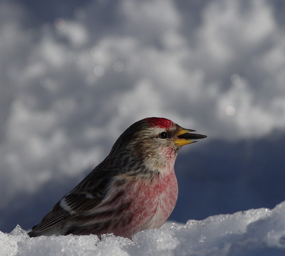 Common Redpoll - ML538259051