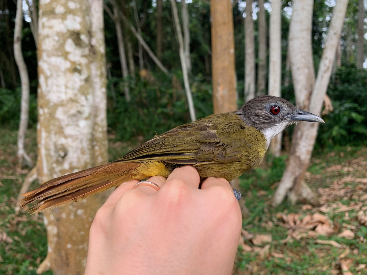 Bulbul sp. (Criniger sp.) - ML538259561