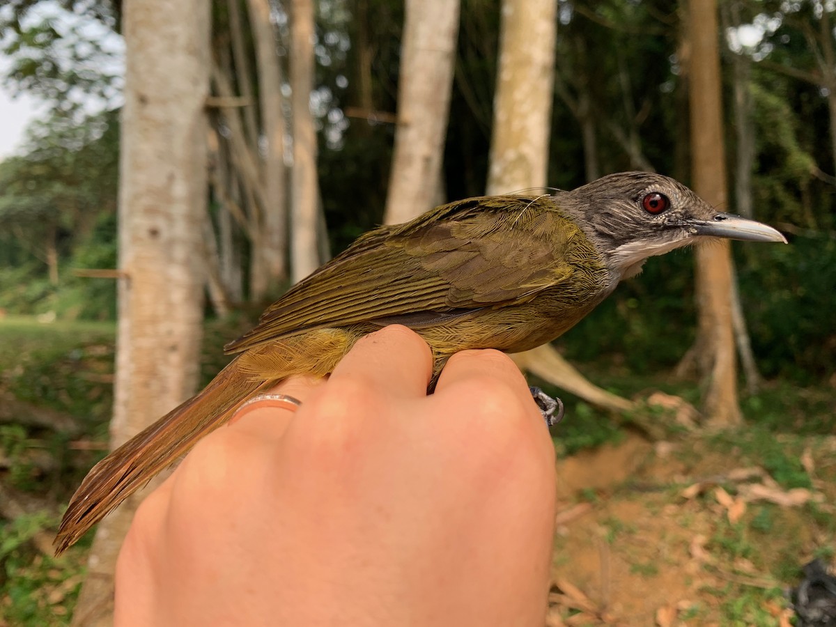 Bulbul sp. (Criniger sp.) - ML538259571