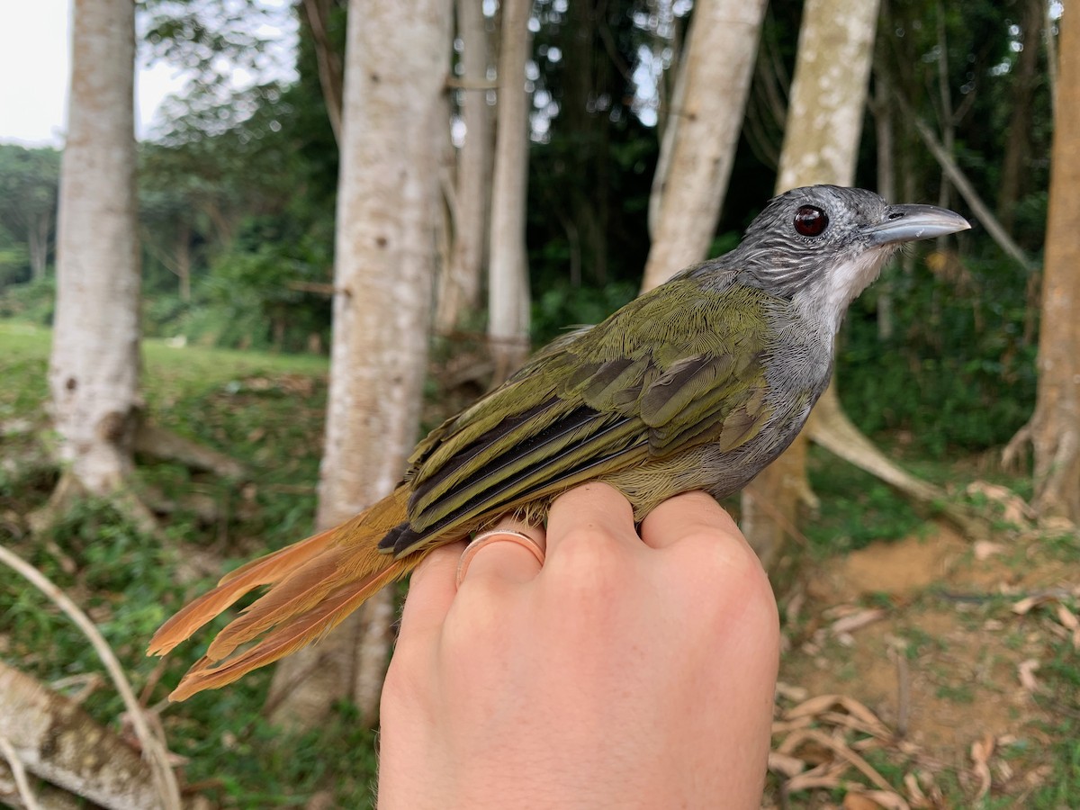 Bulbul à dos vert - ML538259731