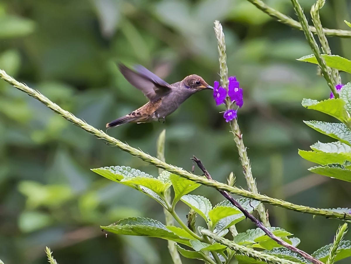 Brown Violetear - ML538259761