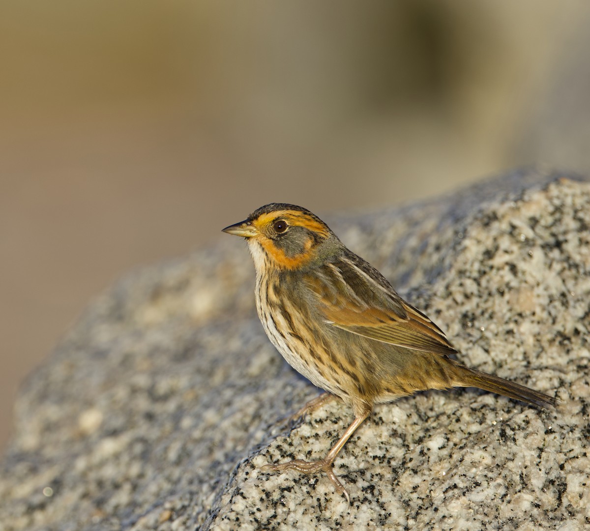 Nelson's Sparrow - ML538259901