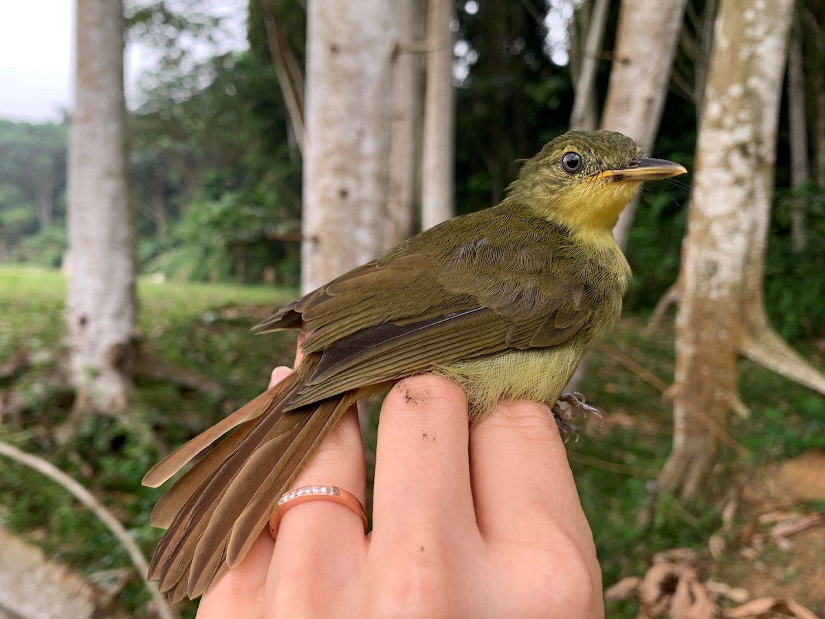 Bulbul ictérin ou B. de Xavier - ML538259931