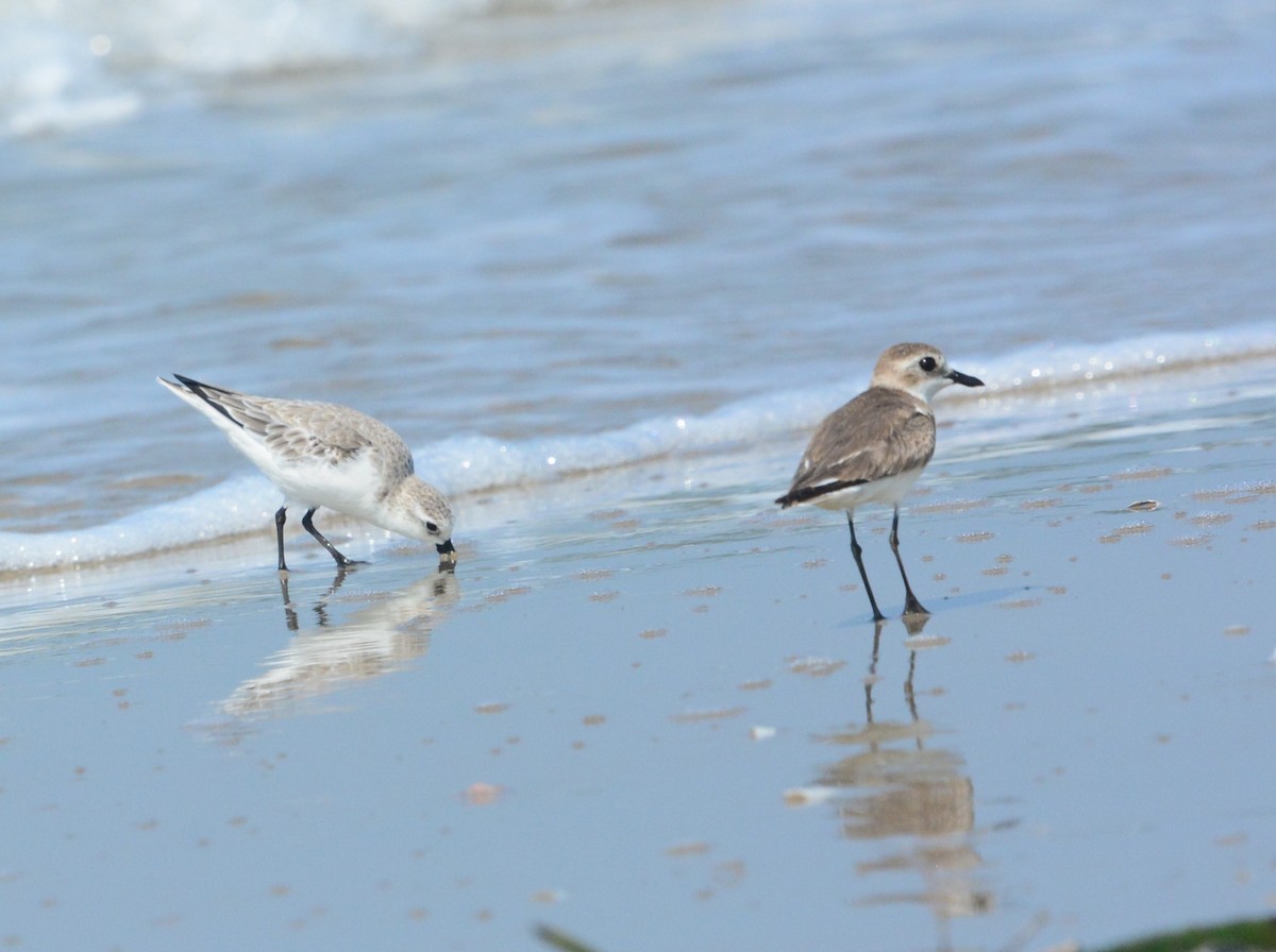 Greater Sand-Plover - ML538260651