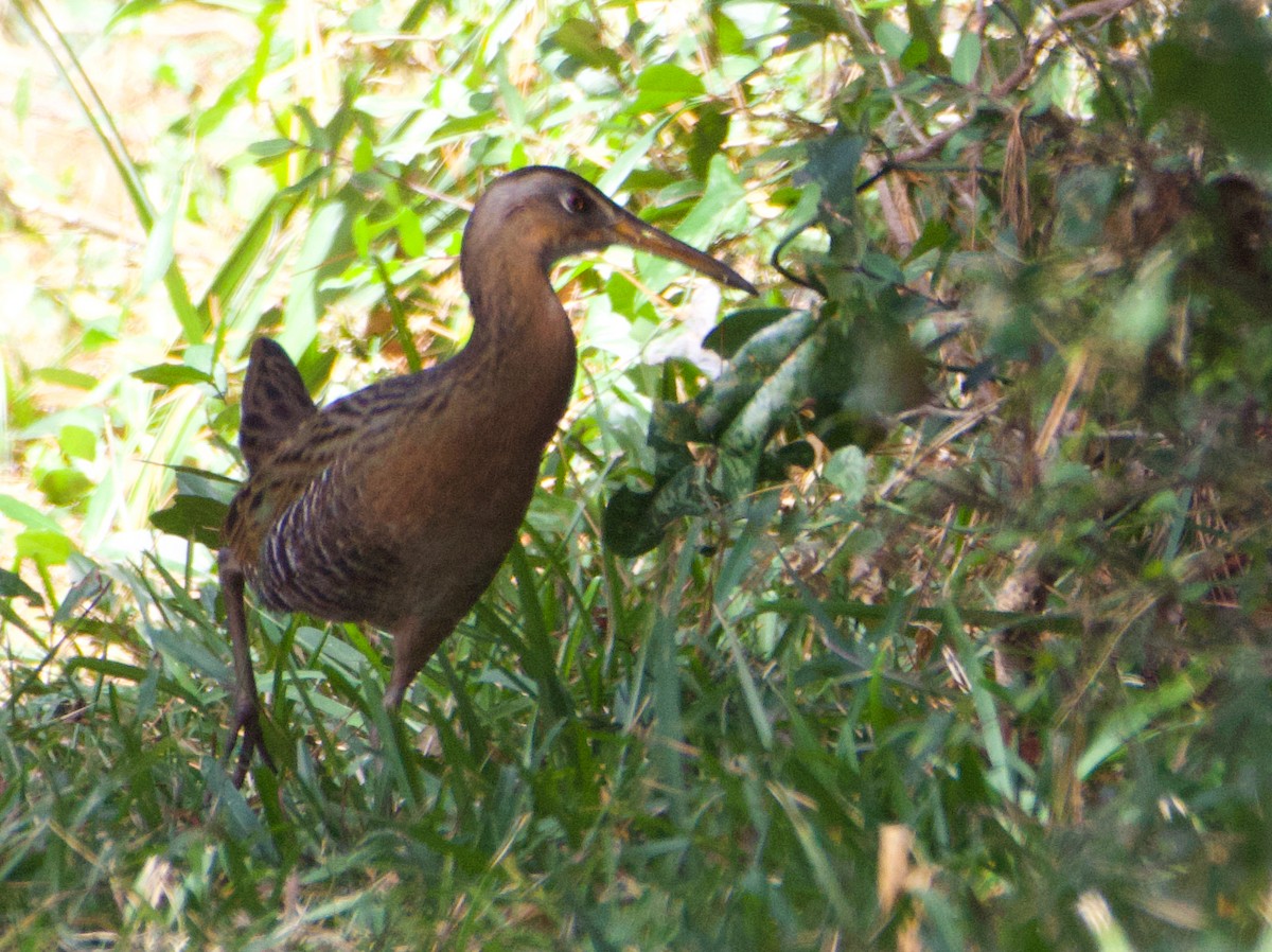 King Rail - ML538260701