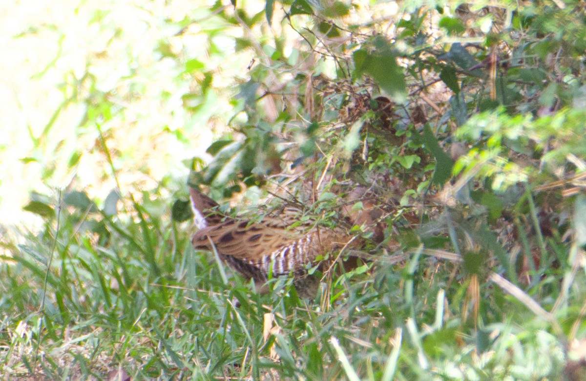 King Rail - ML538260711