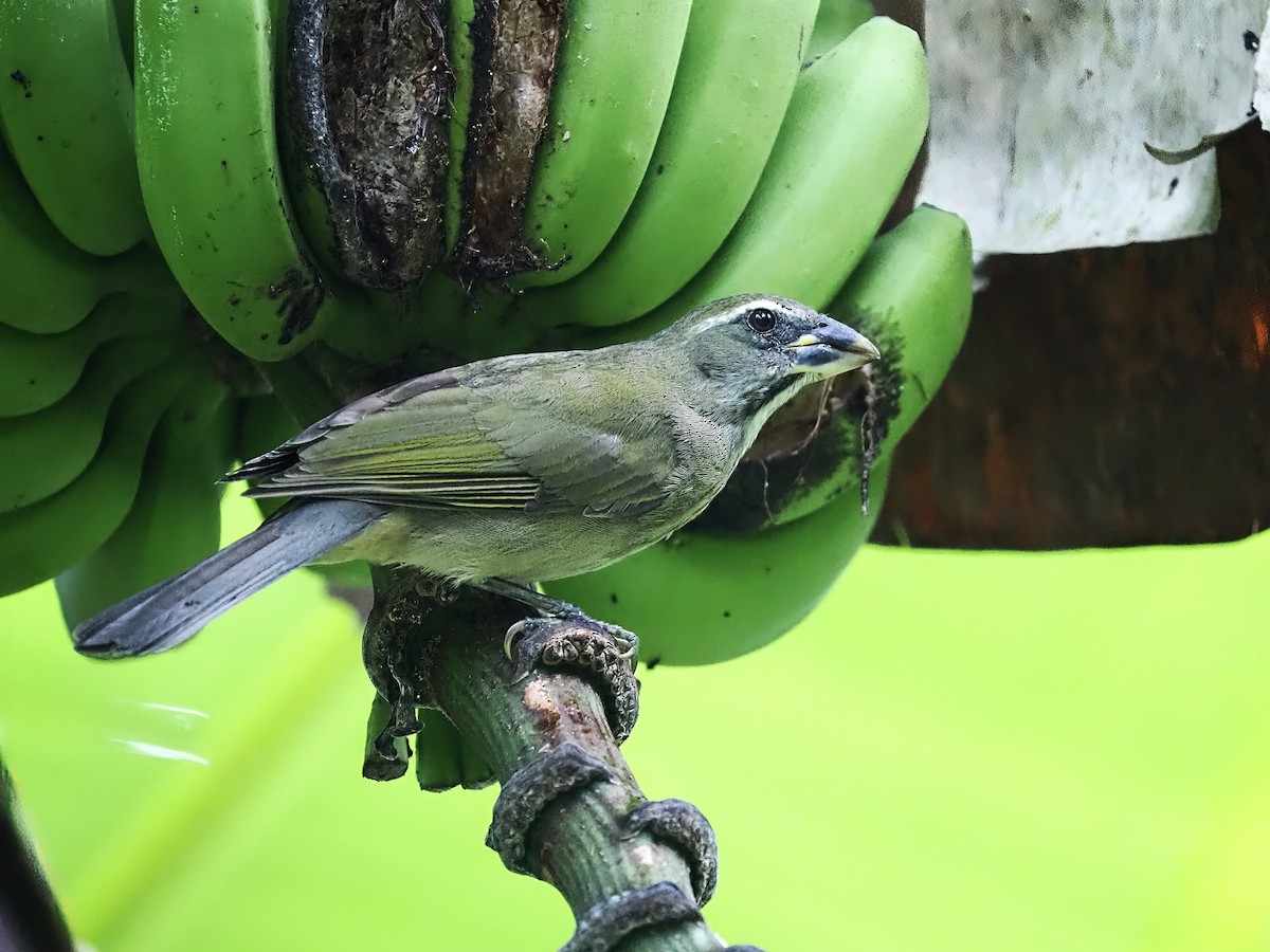 Lesser Antillean Saltator - ML538261171