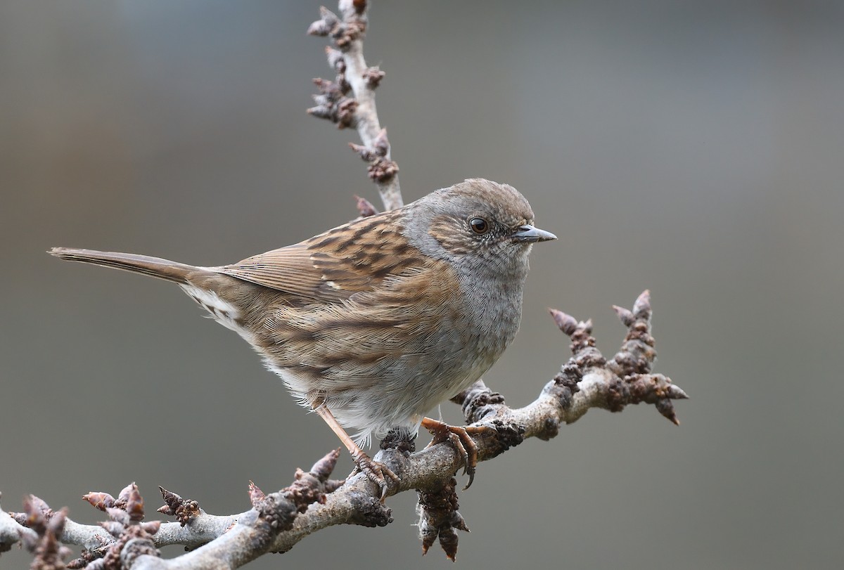 Dunnock - ML538261641