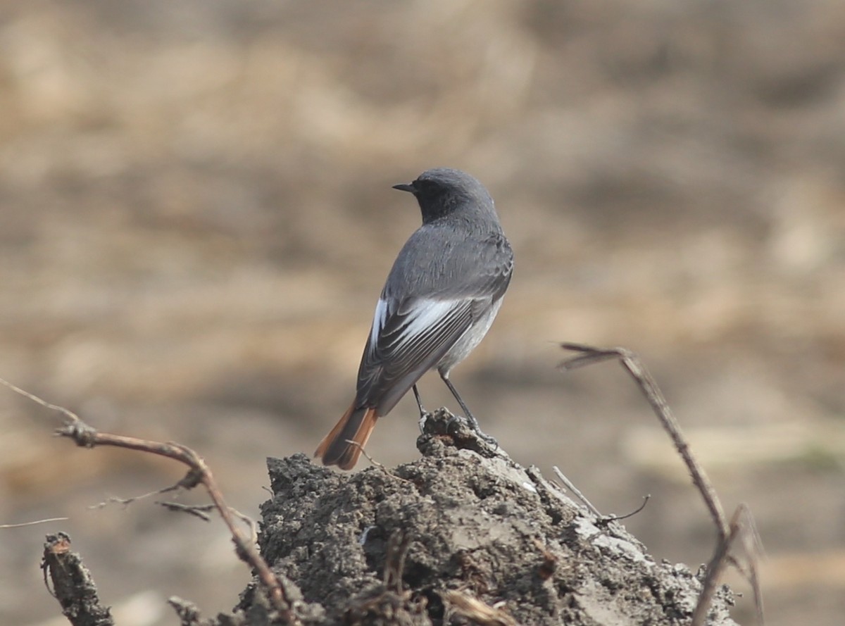 Мойлон гал сүүлт - ML538264421