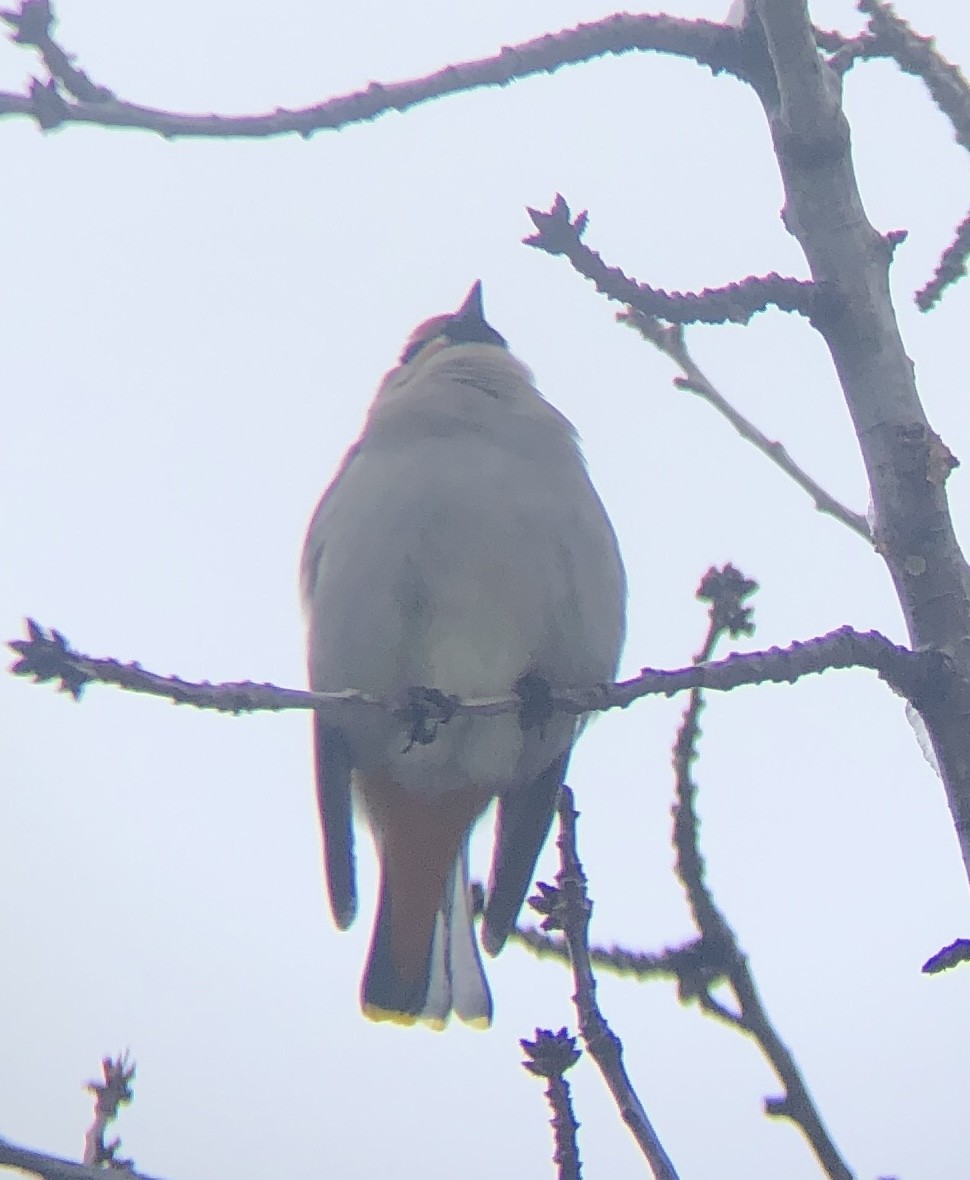 Bohemian Waxwing - ML538264571