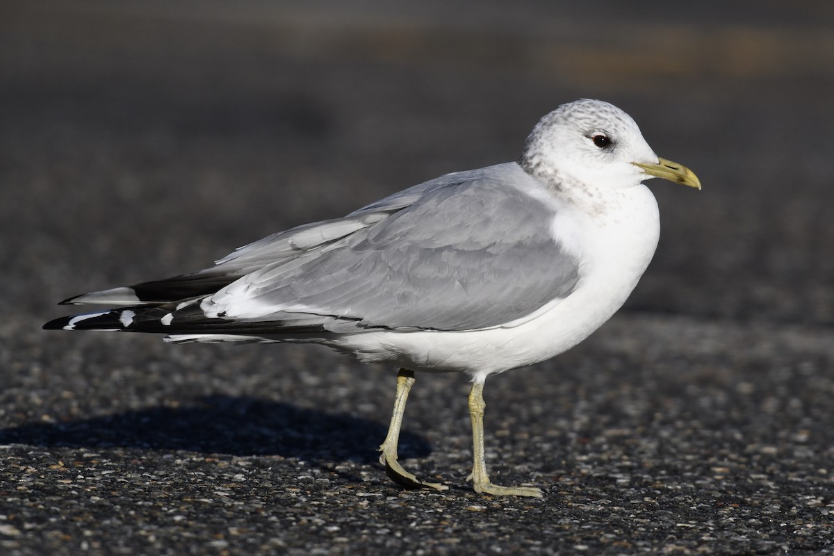 Common Gull (European) - ML538269151