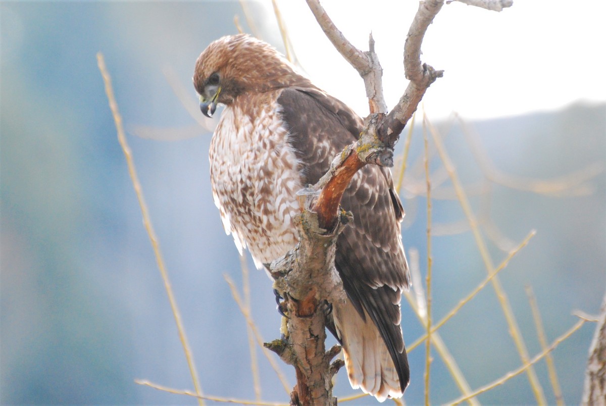 Red-tailed Hawk - ML538270441