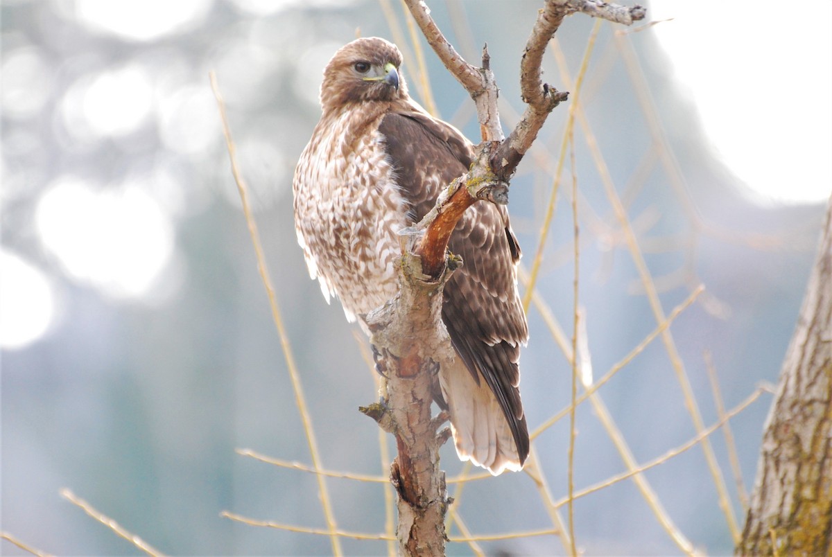 Red-tailed Hawk - ML538270521