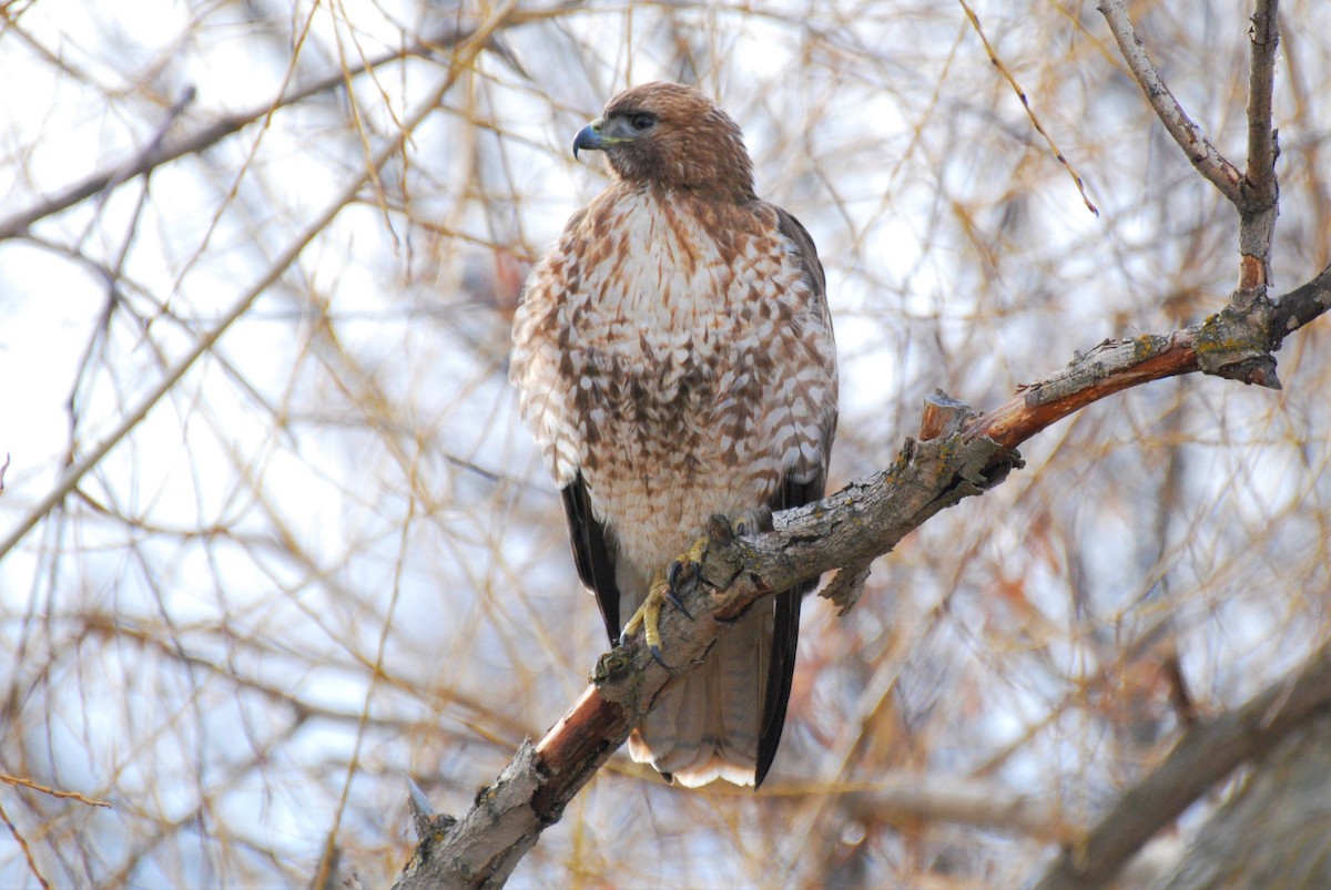 Red-tailed Hawk - ML538270551