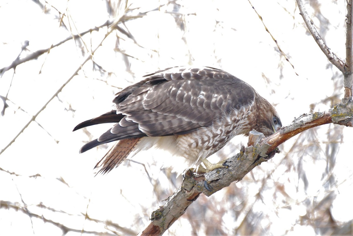 Red-tailed Hawk - ML538270661