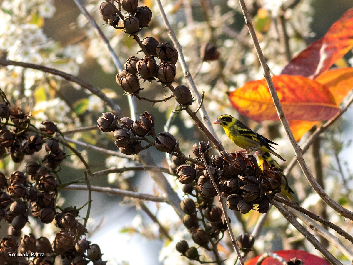 Yellow-breasted Greenfinch - Rounak Patra