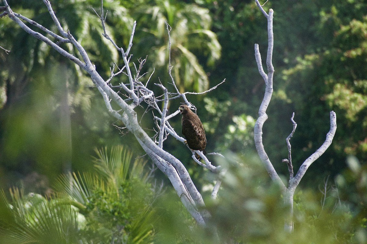 Red-tailed Hawk (solitudinis) - ML538271441