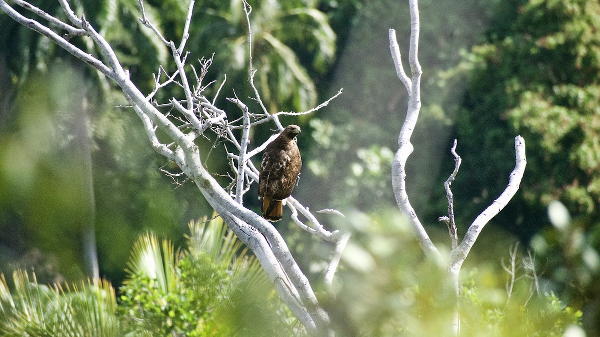 Red-tailed Hawk (solitudinis) - ML538271901