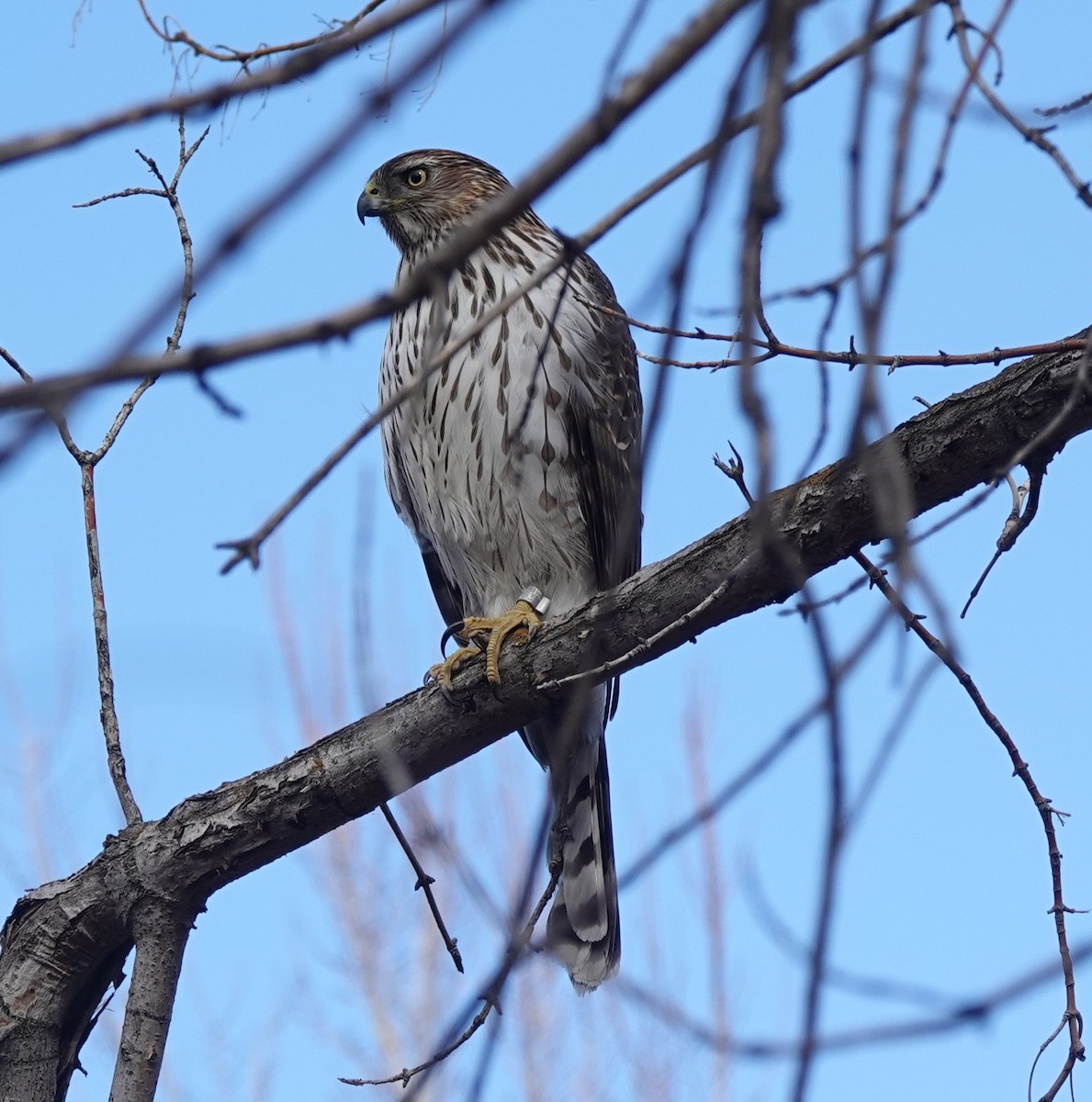 Cooper's Hawk - ML538272211