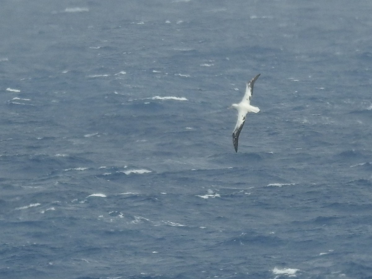 Snowy/Tristan/Antipodean Albatross - Paul Waton