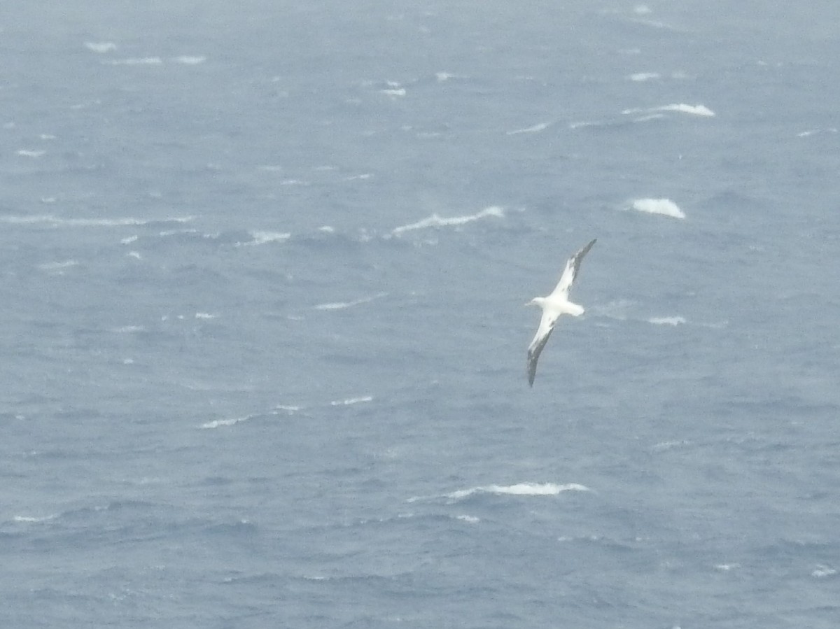 Albatros hurleur, A. de Tristan da Cunha ou A. des Antipodes - ML538272261