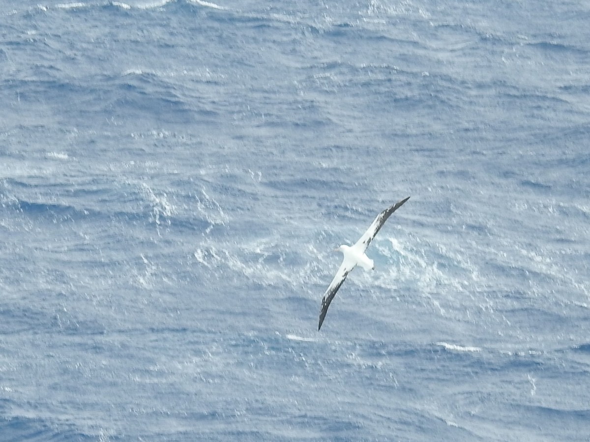 albatros stěhovavý/tristanský/jižní - ML538272271