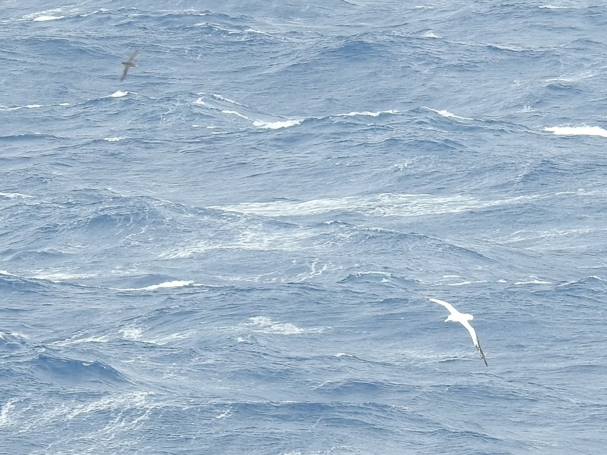 Snowy/Tristan/Antipodean Albatross - Paul Waton