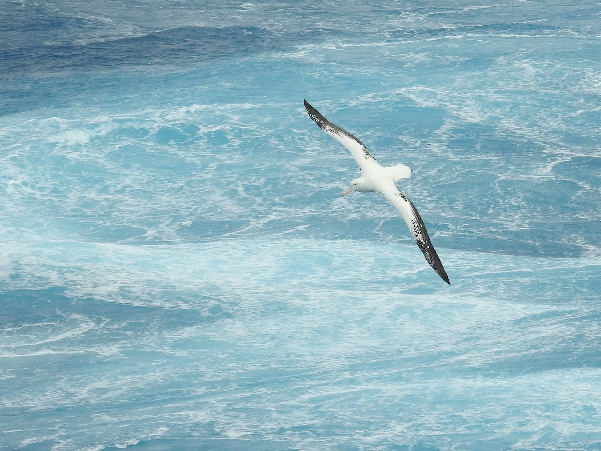 Albatros hurleur, A. de Tristan da Cunha ou A. des Antipodes - ML538272291