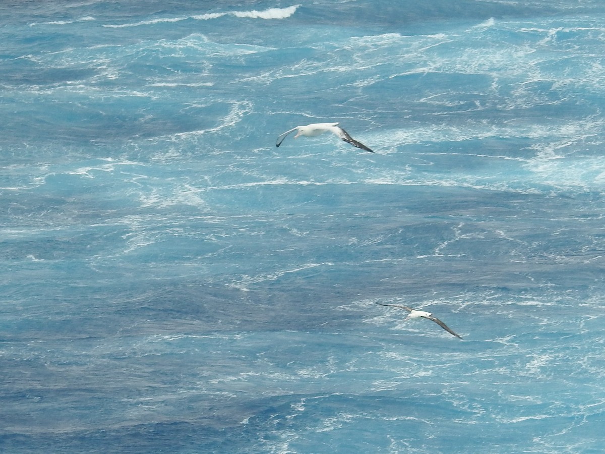 Albatros hurleur, A. de Tristan da Cunha ou A. des Antipodes - ML538272301