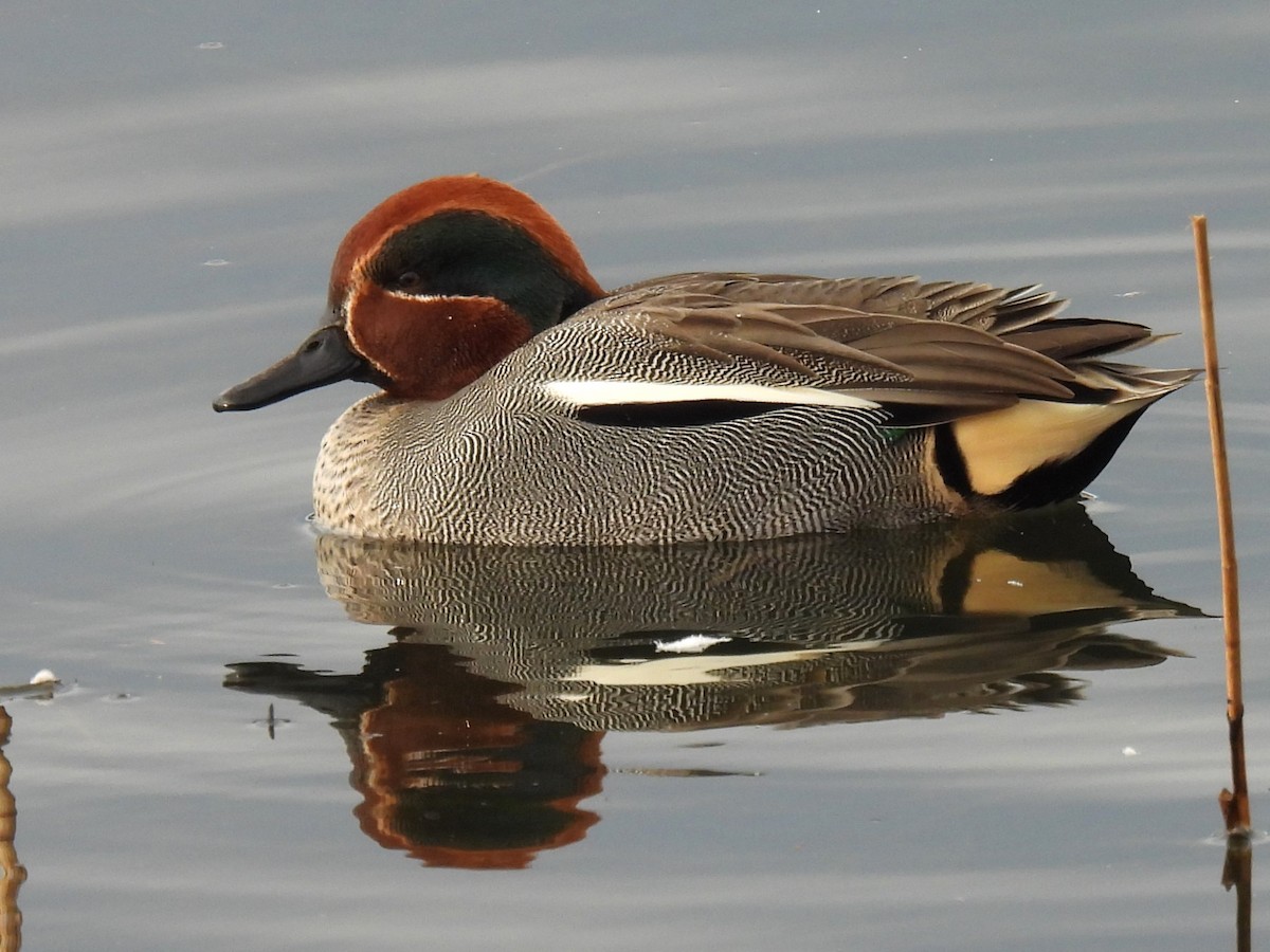 Green-winged Teal (Eurasian) - Stephen Taylor