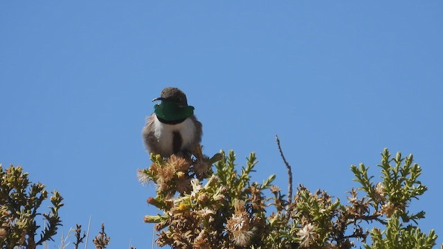 アンデスヤマハチドリ - ML538274201