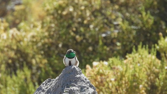 Colibrí Puneño - ML538274211